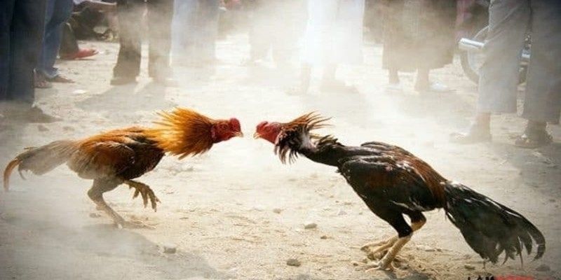 Peru là lựa chọn lý tưởng ở chọi cựa sắt